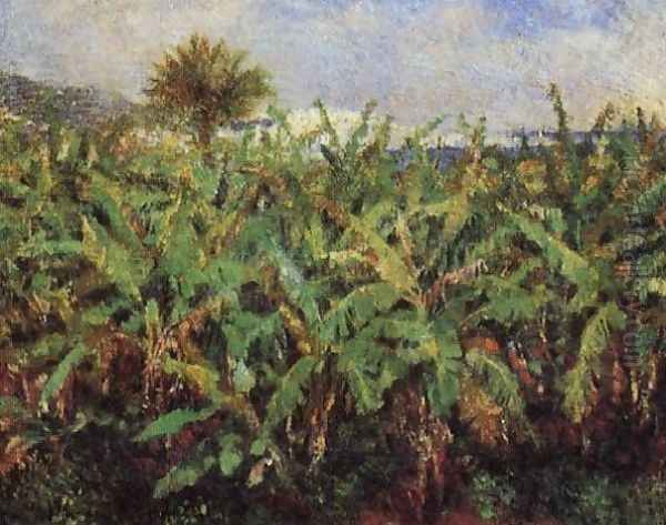 Field Of Banana Trees - view 1