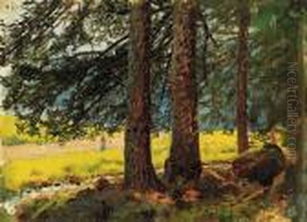 Forest With Sunlit Clearing - view 1