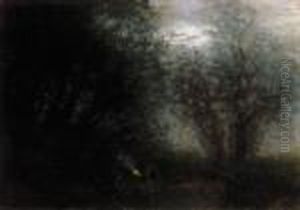 Forest Fring By Sunrise