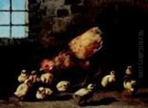 Gallina Con Pulcini