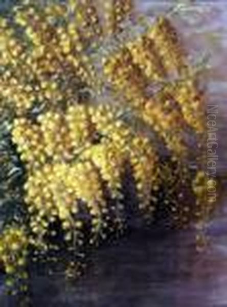 Mimose - view 1