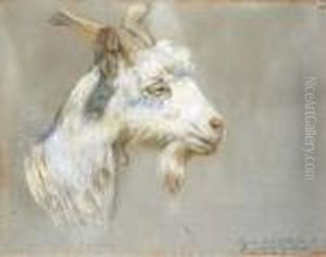 Capretta Capretta