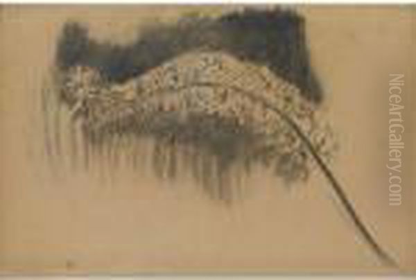 Foxtail Lily : Study V - view 1