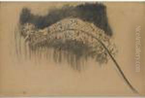 Foxtail Lily : Study V