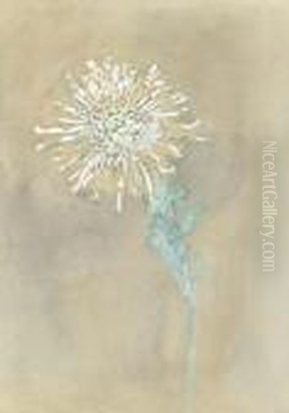 Chrysanthemum - view 1