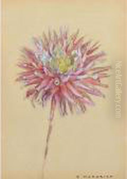 Dahlia - view 1