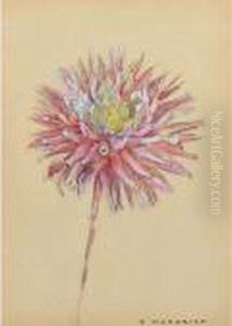 Dahlia