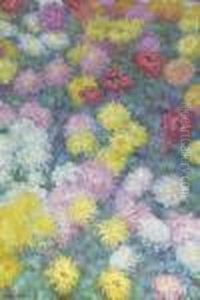 Chrysanthemes