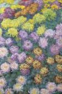 Massif De Chrysanthemes