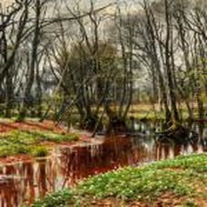 Spring Day In The Forest With Freshblown Anemones Near A Stream