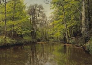 A Tranquil Forest Lake