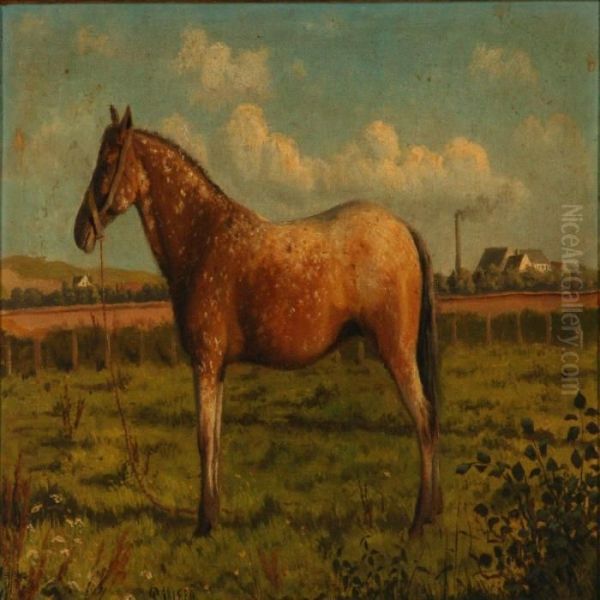 A Horse On A Field - view 1