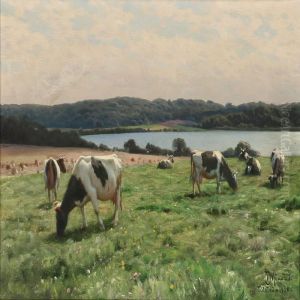 Grazing Cows At Knudsso