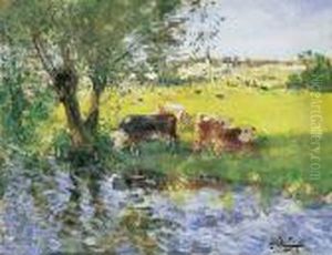 Vaches En Bord De Riviere A Lombre Du Saule