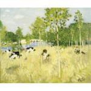 Vaches Devant La Prairie