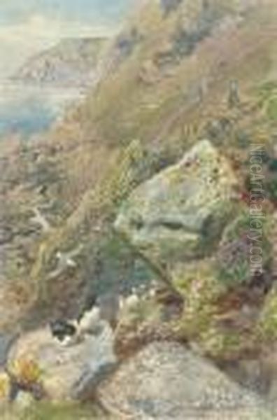 On Lundy Island, Devon - view 1