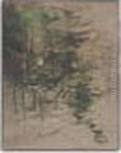 Clair De Lune A Travers Les Arbres