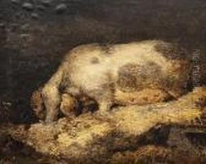 Sketch Of A Sow