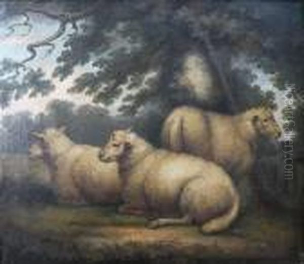 Three Sheep Resting Beneath A Tree - view 1