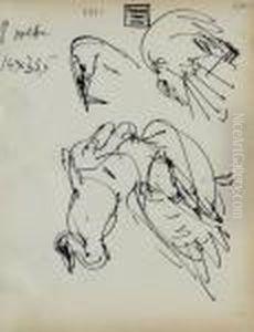 Vogel-skizze by Albert Muller