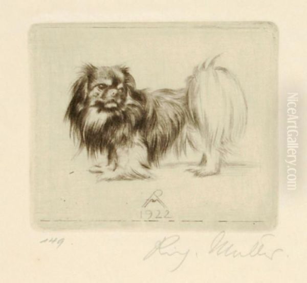 Pekinese - view 1
