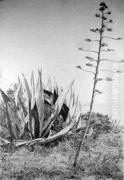 Nizza (kustenlandschaft Mit Bluhender Agave) - view 1