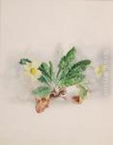 Study Of Primroses by William James Muller