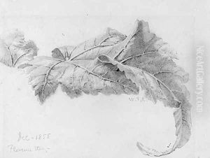 Leaves
