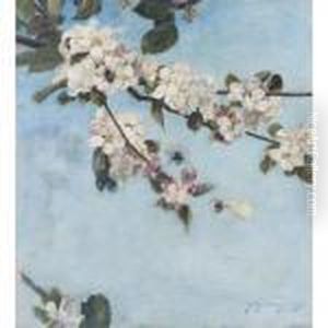 Apple Blossom by David Murray
