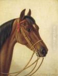 Head Of A Horse
