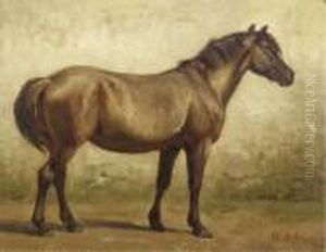 A Brown Horse - A Study