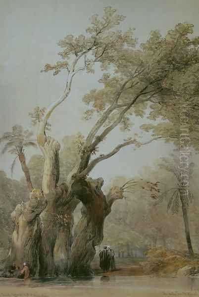The holy tree of Metereah - view 1