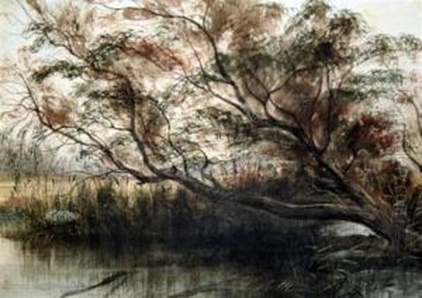 Trees And Rushes Beside A Pond - view 1