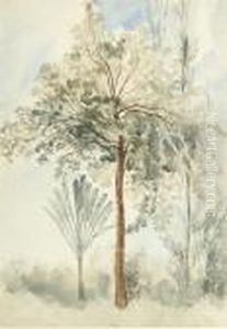 The Teak Tree And A Travellers Tree