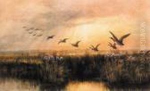 Mallards In Flight