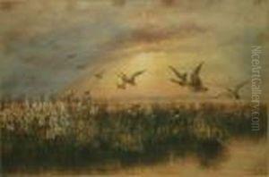 Mallards Over Strangford, Co Down