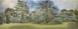 The Cedar, Shrubland Park