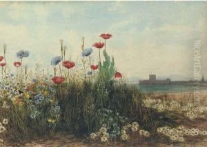Poppies And Daisies With Carrickfergus Castle, Co. Antrim In Thedistance