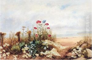 Wild Flowers And Poppies With A Distant View Of Fairhead, Co. Antrim