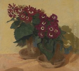 Red Cinerarias