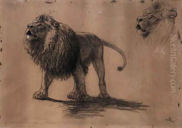 Lion Studies - view 1