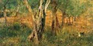 Filari Di Olivi