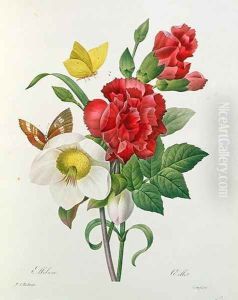 Christmas Rose, Helleborus niger and Red Carnation with Butterflies, from Les Choix des Plus Belles Fleurs by Pierre Redoute 1759-1840 by Pierre-Joseph Redoute