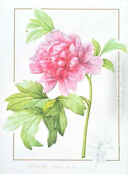 Japanese Tree Peony Paeonia suffruticosa, 1812 - view 1