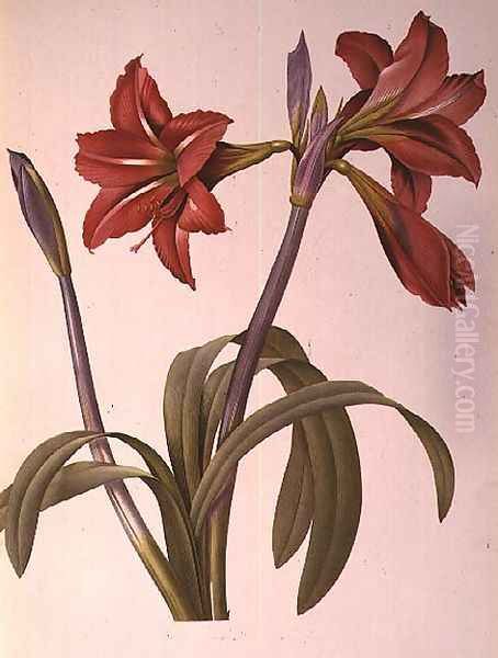 Amaryllis Brasiliensis, from Les Liliacees, 1816 - view 1