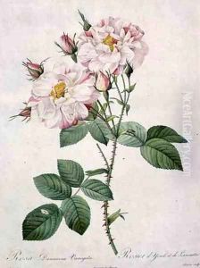 Rosa damascena variegata York and Lancaster rose, engraved by Bessin, from Les Roses, 1817-24 by Pierre-Joseph Redoute