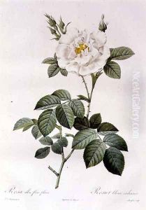 Rosa Alba flore pleno