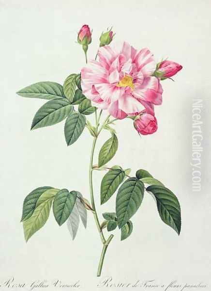 Rosa gallica versicolor French rose, engraved by Langlois, from Les Roses, 1817-24 - view 1