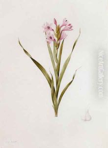 Gladiolus Laccatus by Pierre-Joseph Redoute