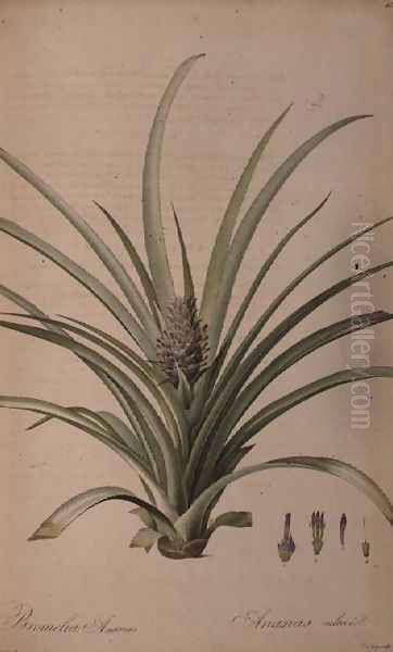 Bromelia Ananas, from Les Bromeliaceae - view 1